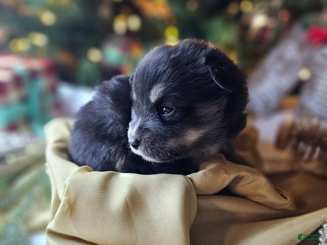 Mixed Breed dogs for sale: The Enchanted Pomalier 🐾 - Ad 2