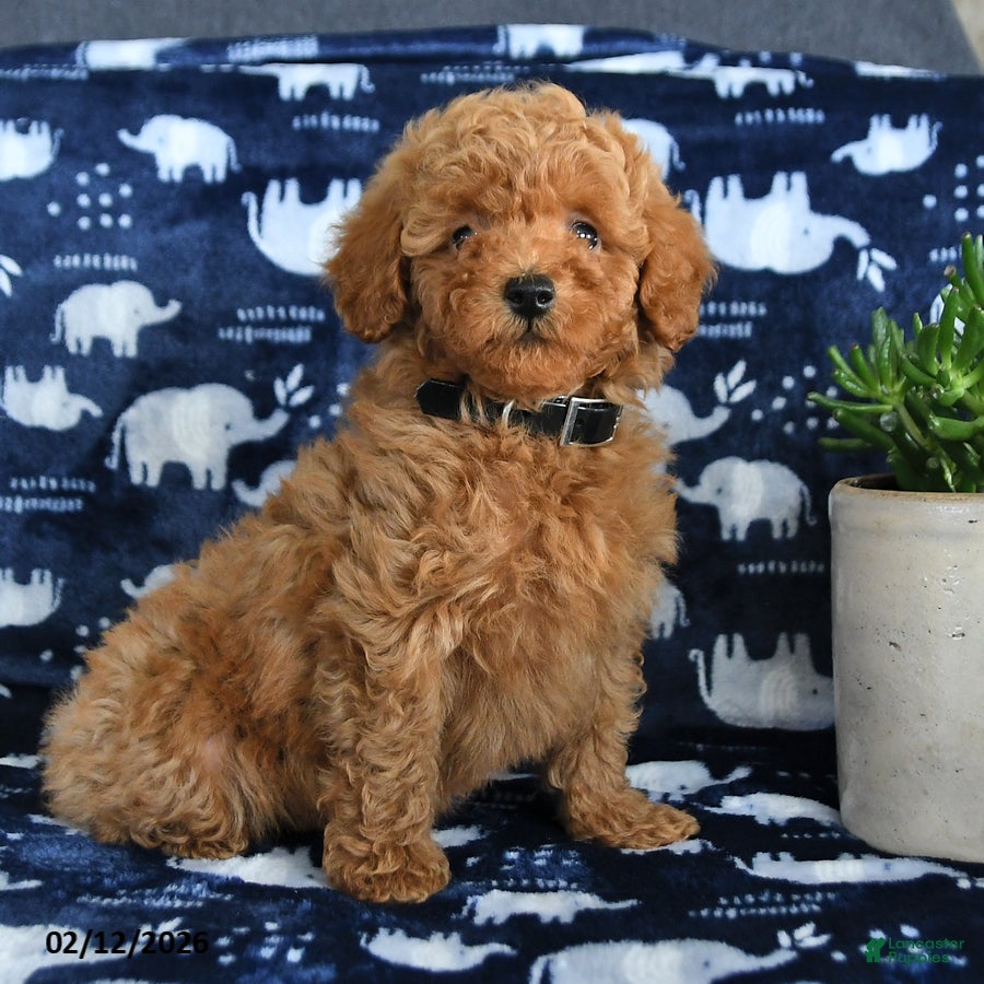 Miniature Poodle dogs Oscar - Ad 29