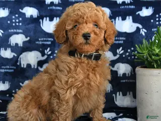 Miniature Poodle dogs Oscar - Ad 29