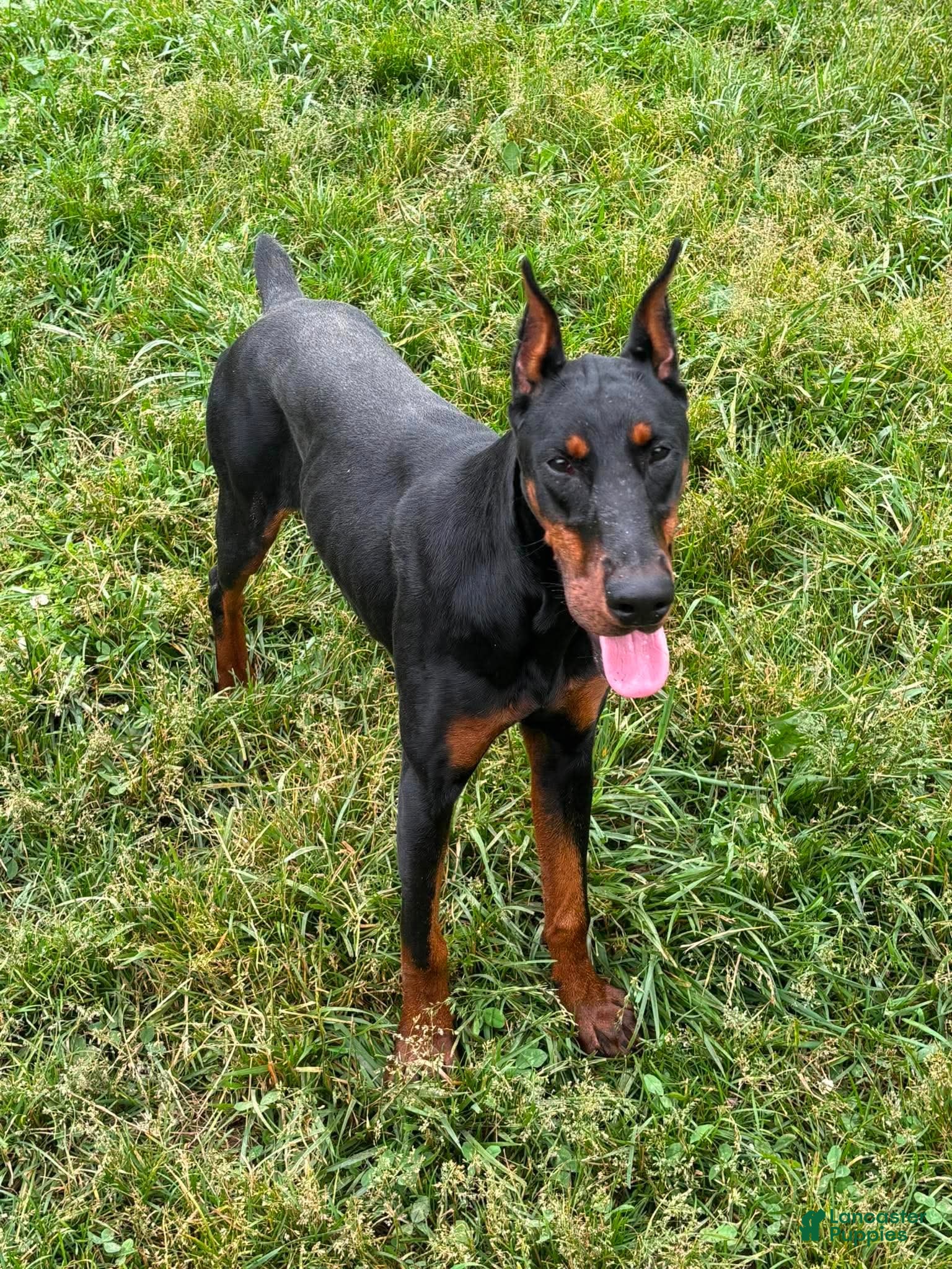 Doberman Pinscher dogs for sale: Rushka akc - Ad 1