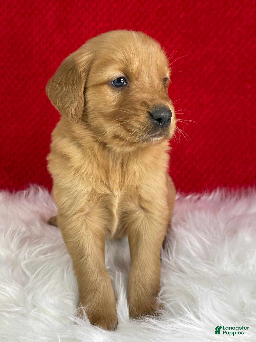 Golden Retriever dogs for sale: Nick - Ad 3