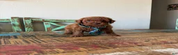 Toy Poodle dogs for sale: Akc Red Toy Poodle Boy - Ad 9