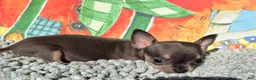 Chihuahua dogs for sale: Tiny Anna  - Ad 4