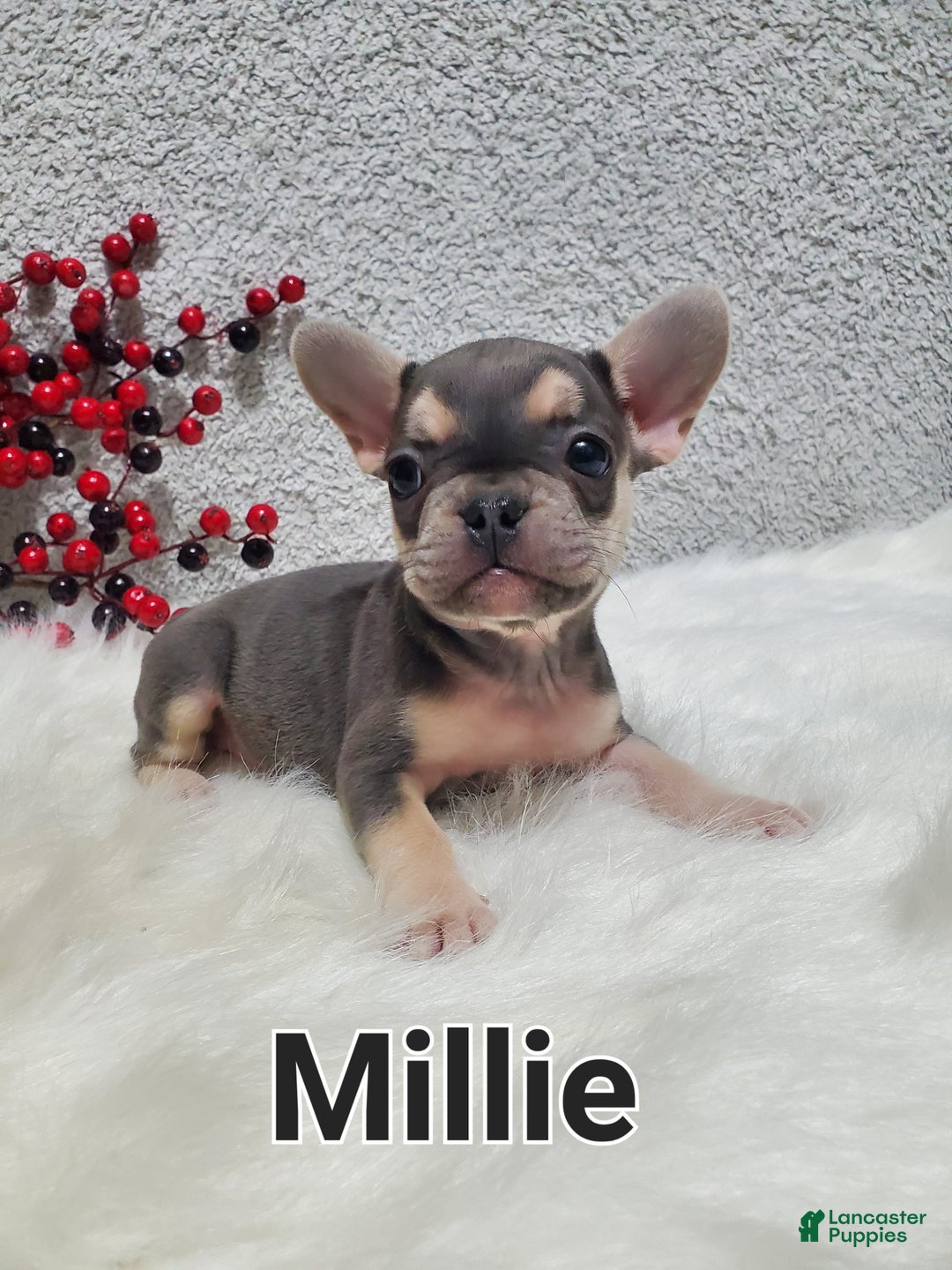 French Bulldog dogs for sale: Millie - Ad 8