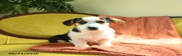 Welsh Corgi Pembroke dogs for sale: Tiffany - Ad 10