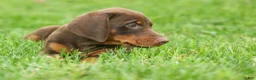 Doberman Pinscher dogs for sale:  Deacon (Red Rust) 🐶🖤🐾 - Ad 11