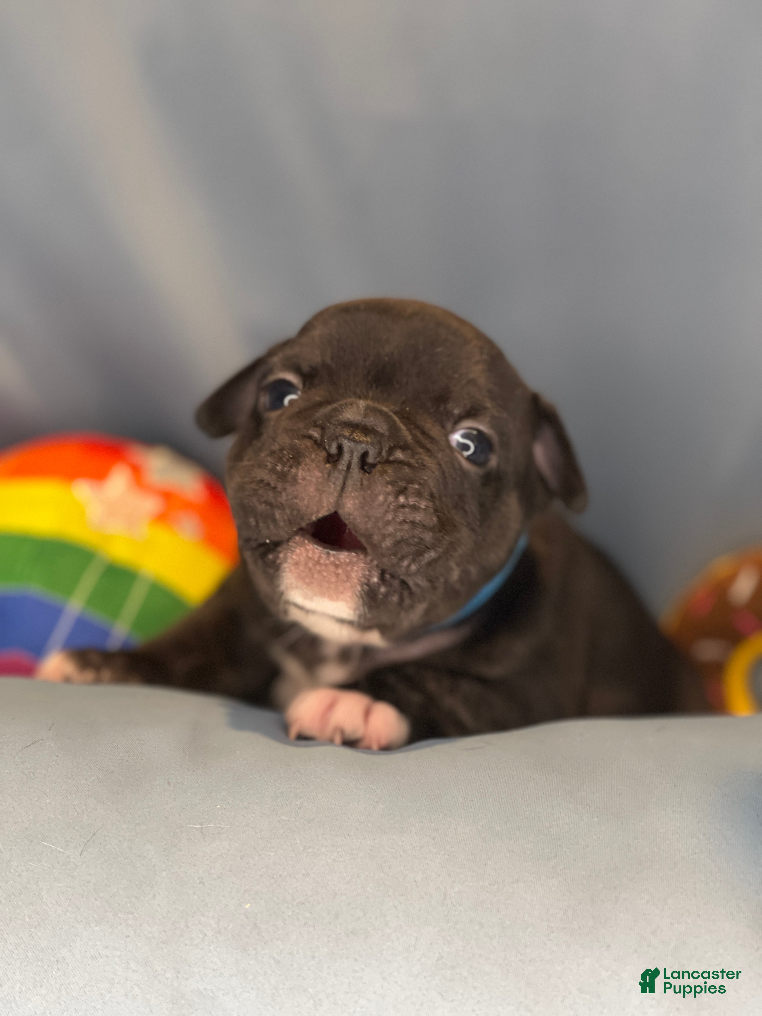 Frenchton dogs Licorice  - Ad 2