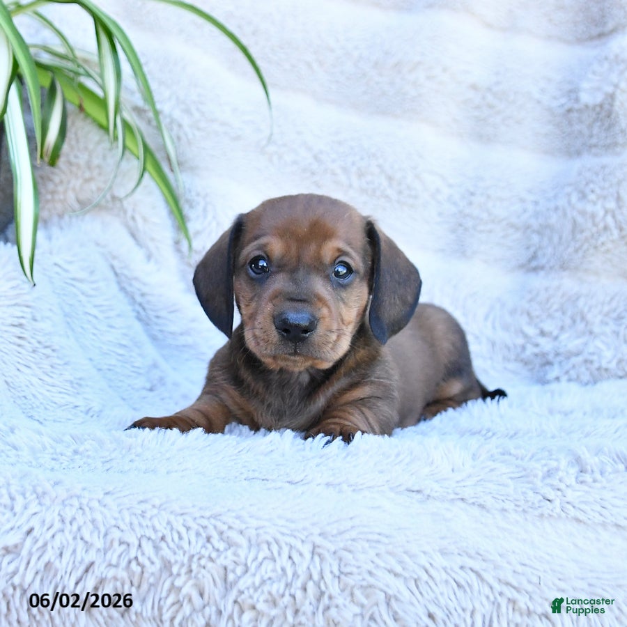 Miniature Dachshund dogs Rusty - Ad 2