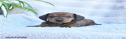 Miniature Dachshund dogs for sale: Rusty - Ad 2