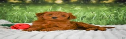Mini Goldendoodle dogs for sale: Teddy - Ad 4