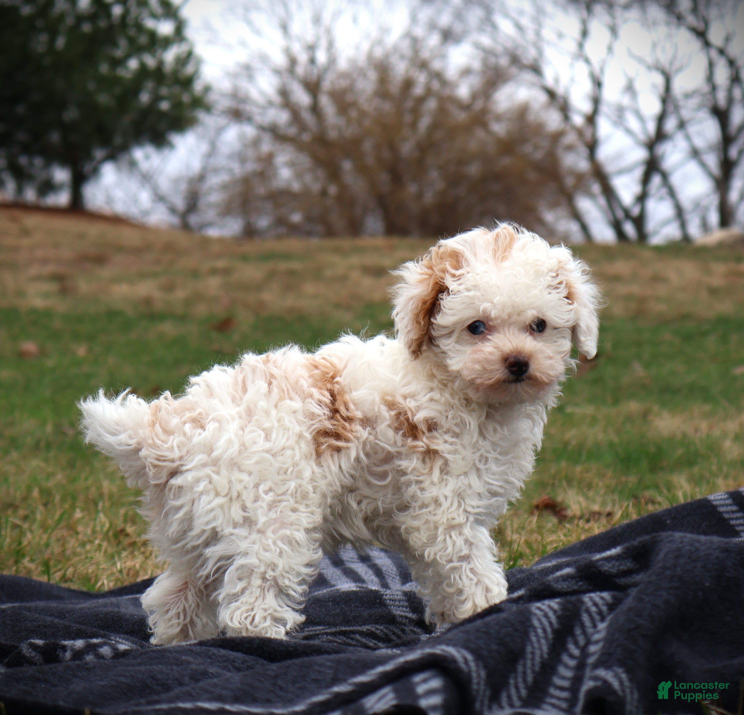 Toy Poodle dogs Paris - Ad 2