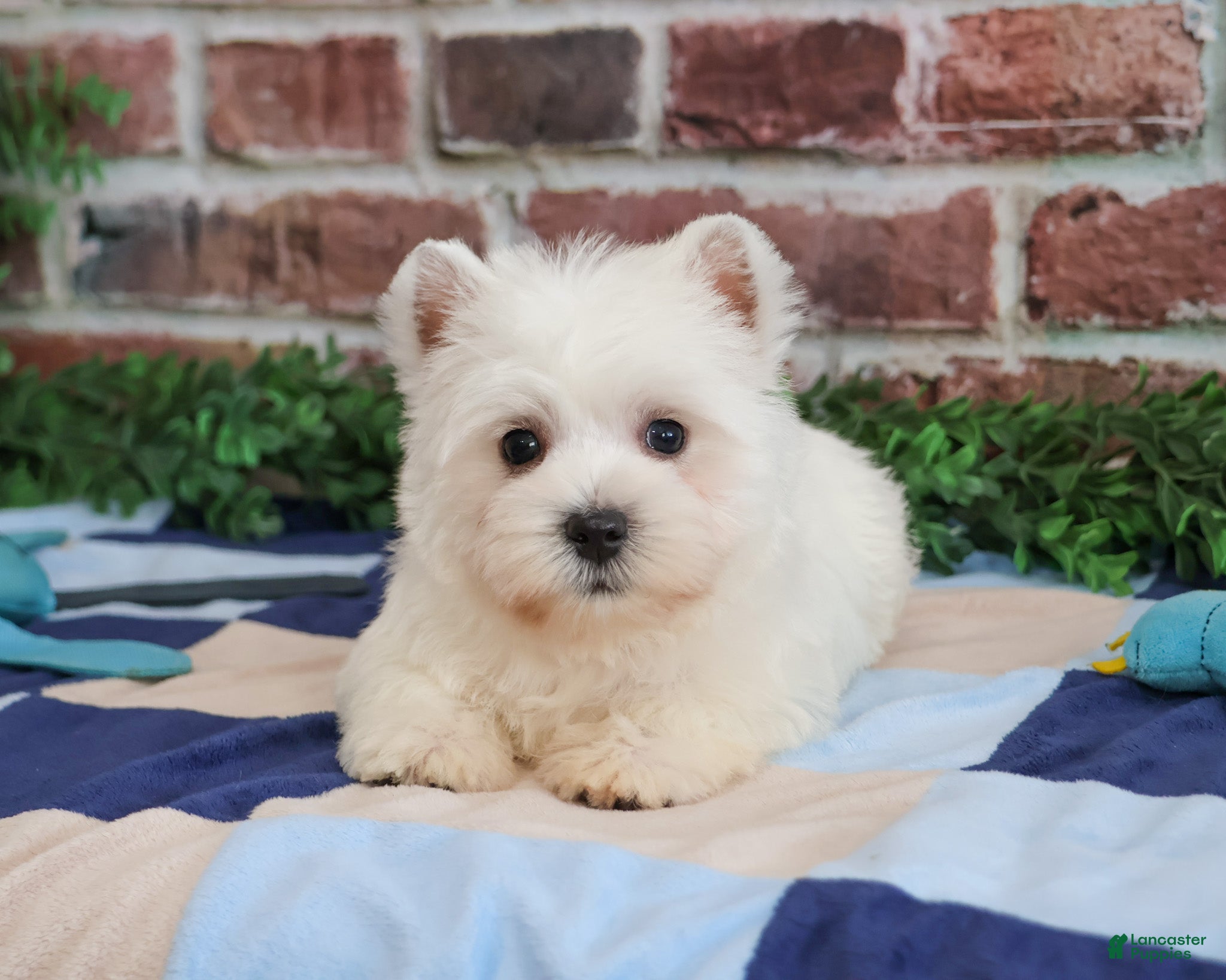 West Highland Terrier dogs Gatsby  - Ad 5