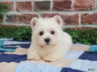 West Highland Terrier dogs Gatsby - Ad 5