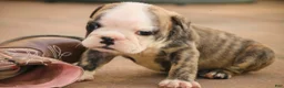 English Bulldog dogs for sale: Queen English Bulldog  - Ad 3