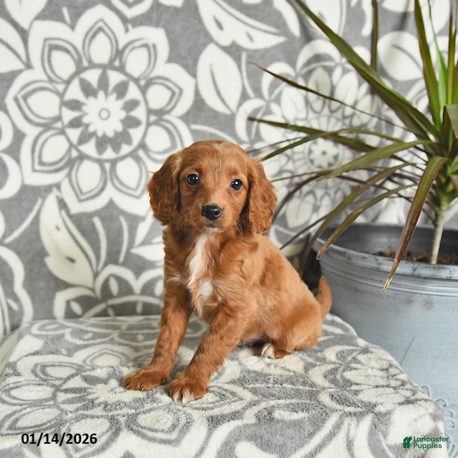 Mini Goldendoodle dogs Reese - Ad 32