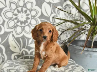 Mini Goldendoodle dogs Reese - Ad 32