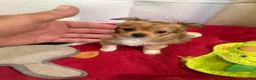 Mixed Breed dogs for sale: Mixed Breed 2 - Ad 3