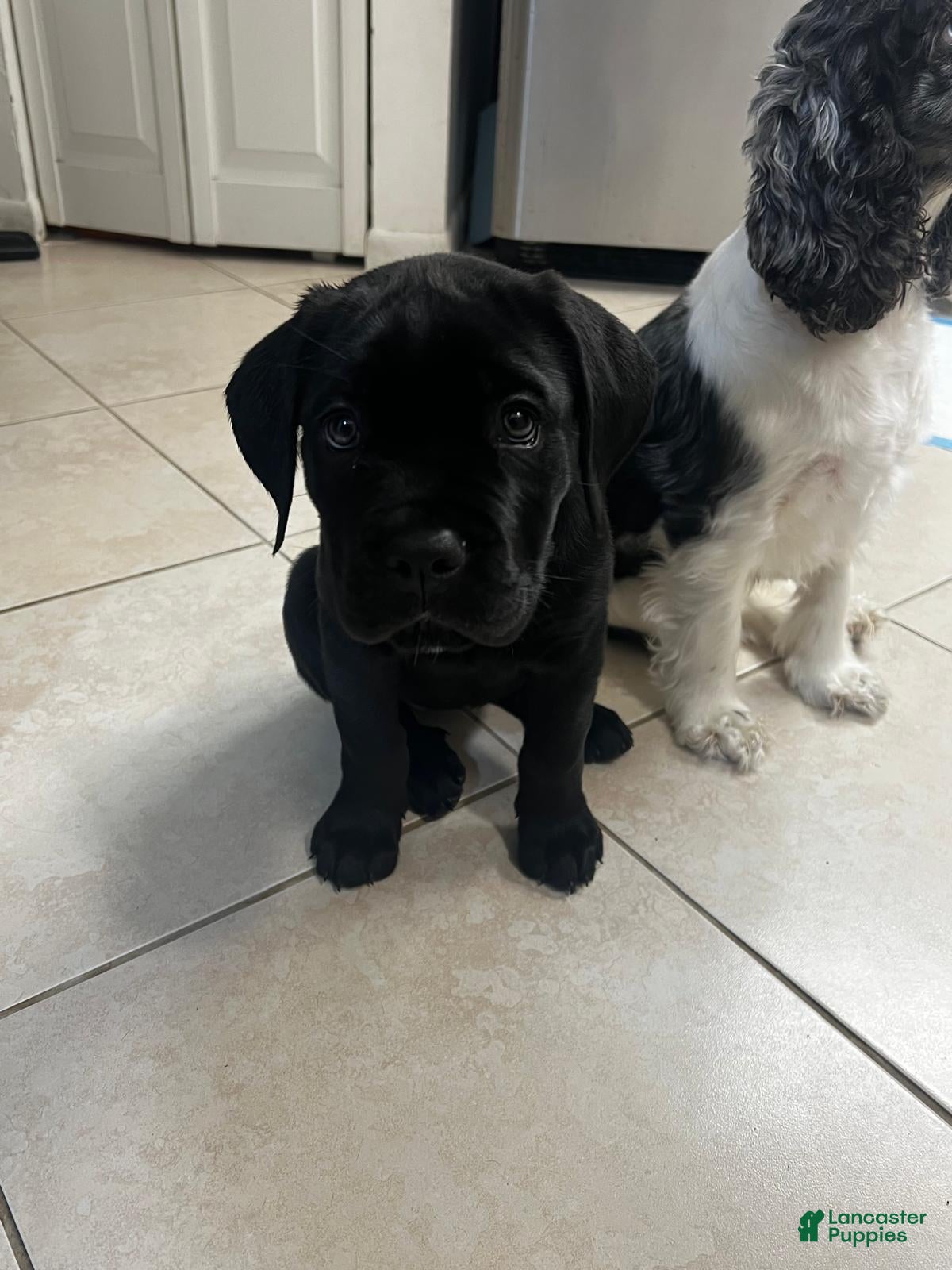 Cane Corso dogs Cane Corso 1 - Ad 26