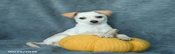 Mixed Breed dogs for sale: Huckleberry - Ad 1