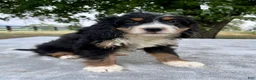 Bernedoodle dogs for sale: Annabell - Ad 6