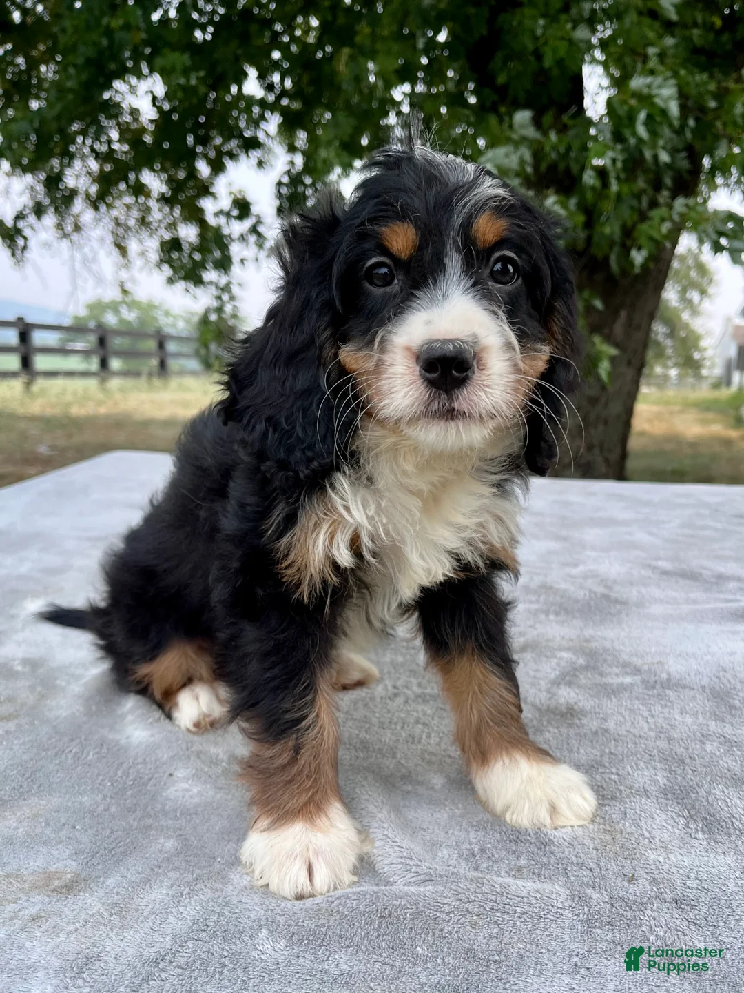 Bernedoodle dogs for sale: Annabell - Ad 6