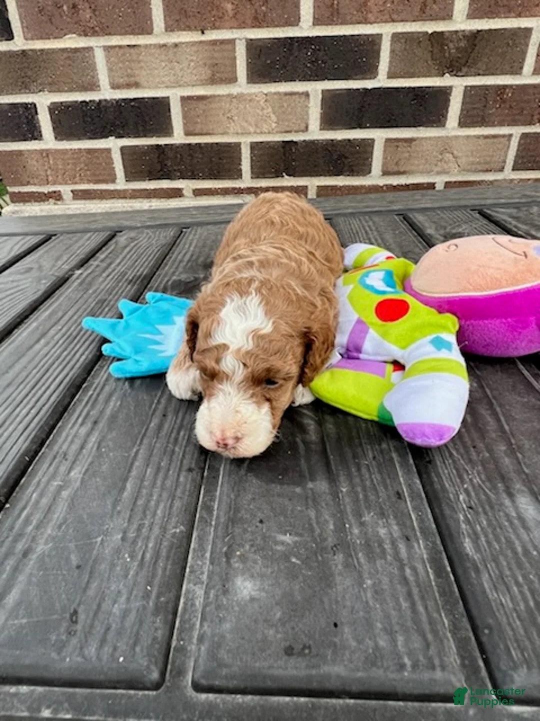 Miniature Poodle dogs for sale: Buzz - Ad 4
