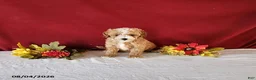 Cavapoo dogs for sale: Tango - Ad 5