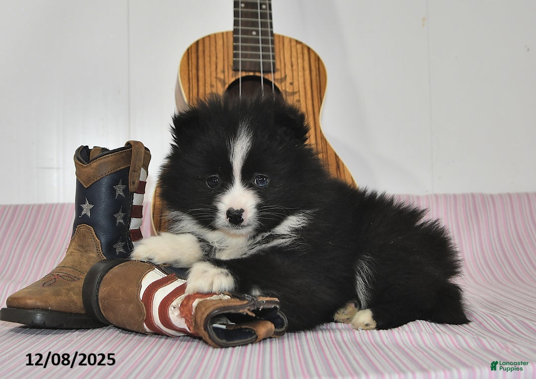 Pomeranian dogs for sale: Blake - Ad 4