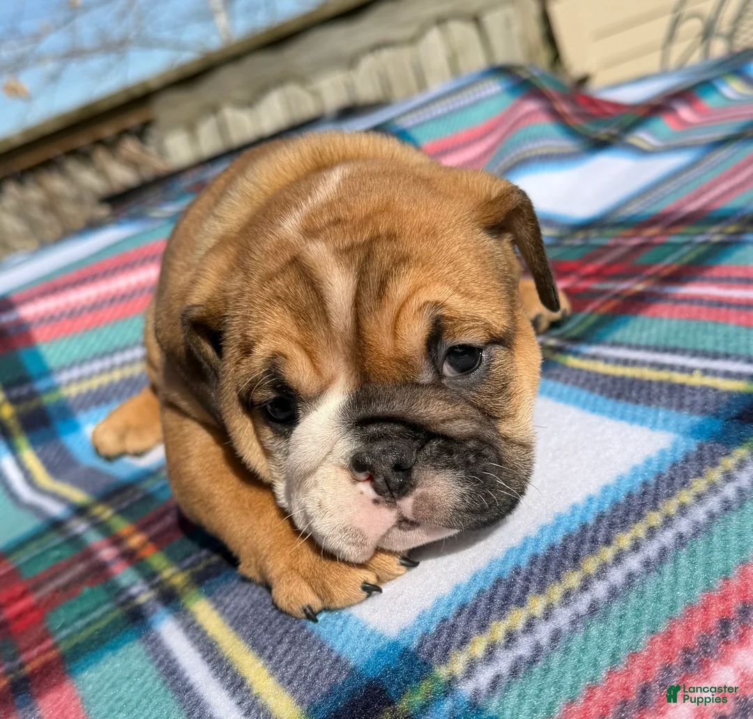 English Bulldog dogs for sale: Clair - Ad 2