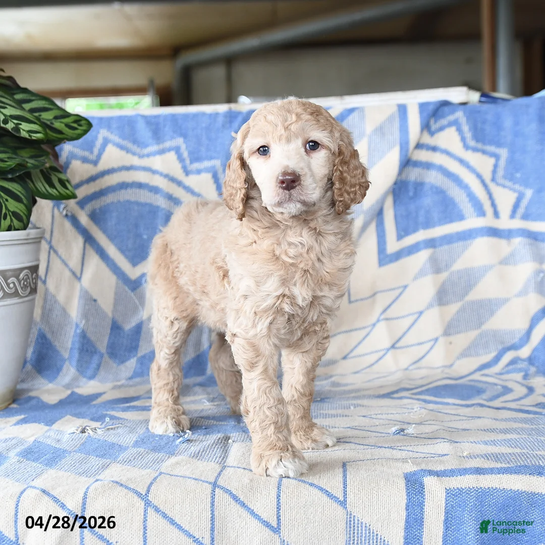 Standard Poodle dogs for sale: Patricia - Ad 1