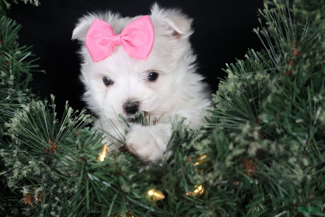 Maltese dogs for sale: ABBEY - Ad 6