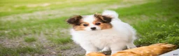Papillon dogs for sale: Lottie - Ad 6