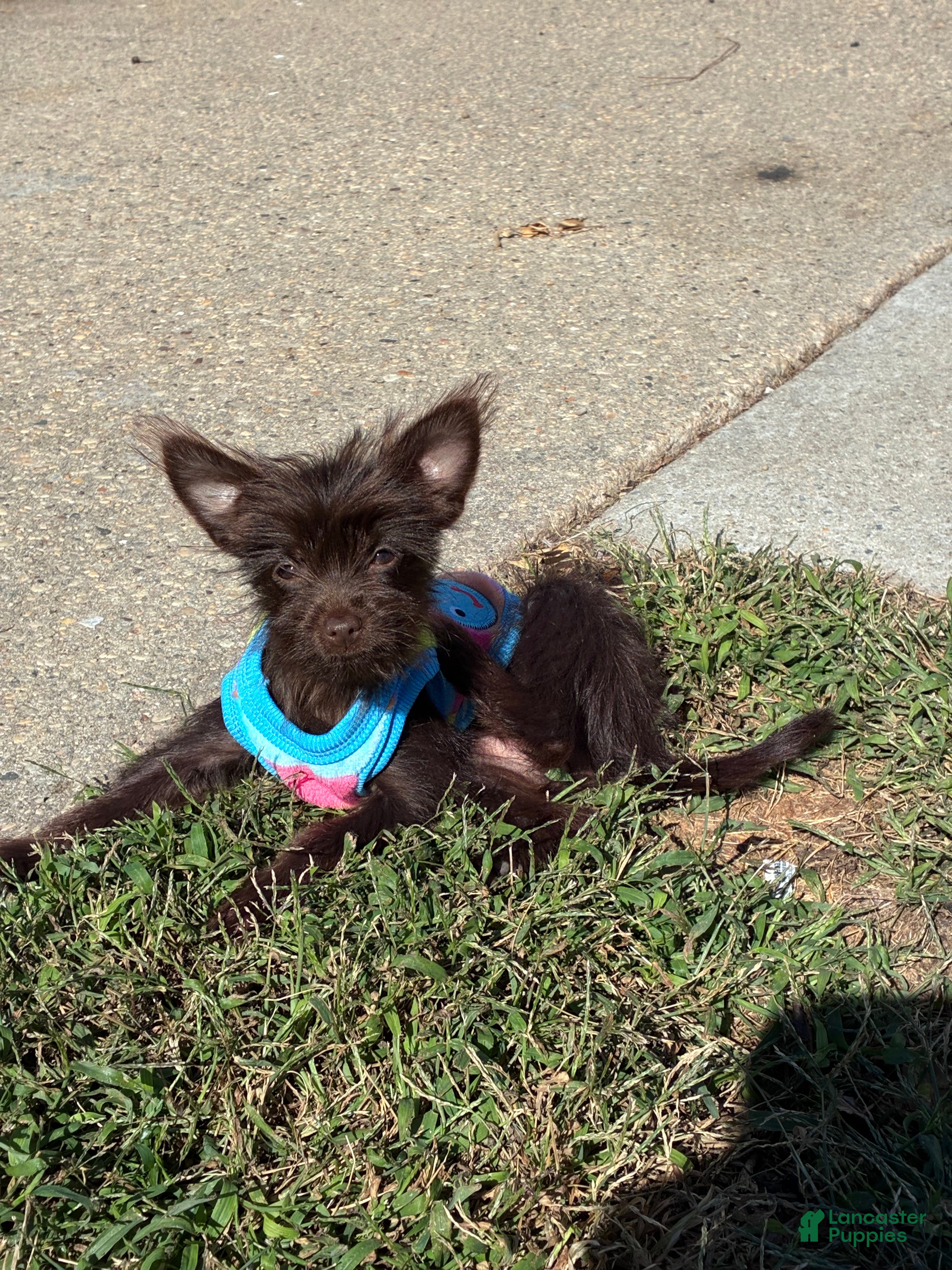Yorkiepoo dogs Evie - Ad 1