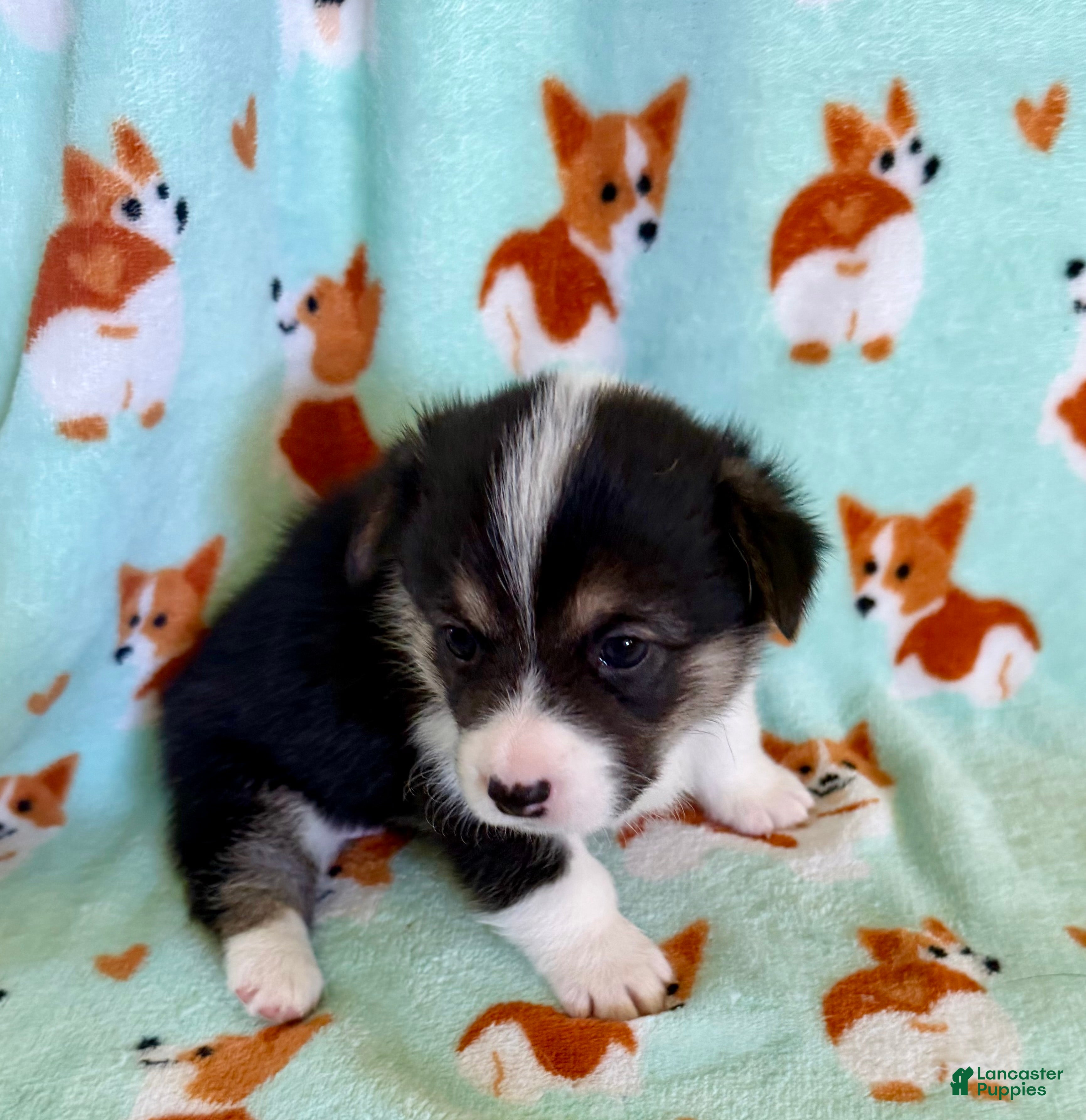 Welsh Corgi Pembroke dogs Zoey - Ad 1