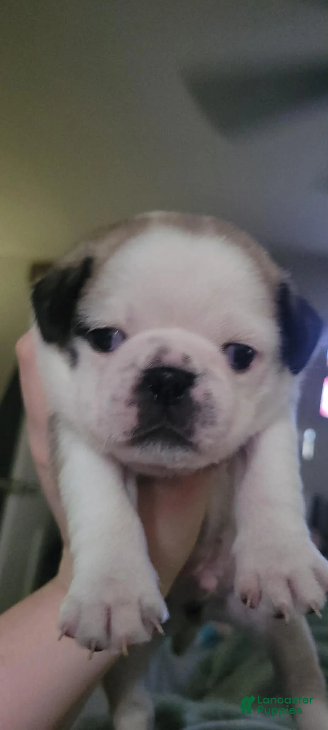 Pug dogs for sale: Pug Puppy 2 - Ad 1