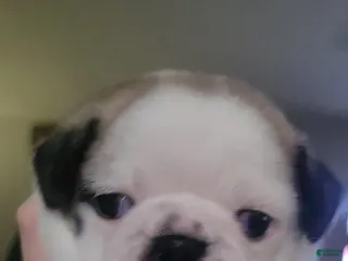 Pug dogs Pug Puppy 2 - Ad 32