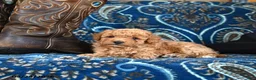Cavapoo dogs for sale: Sherman - Ad 4