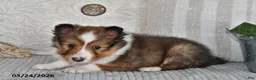Shetland Sheepdog dogs for sale: Pepper - Ad 3