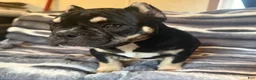 American Bully dogs for sale: Sarah  - Ad 2