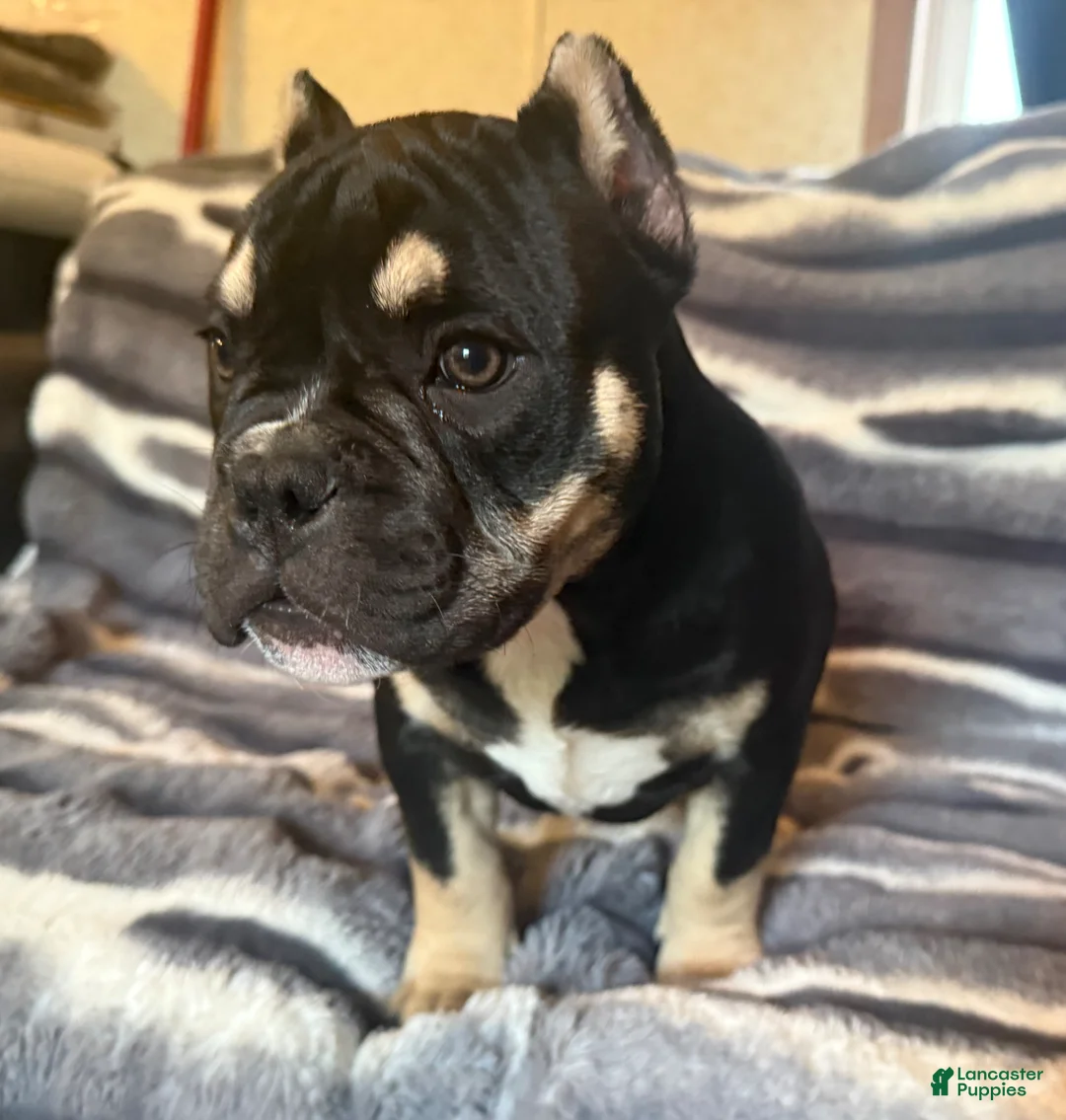 American Bully dogs for sale: Sarah  - Ad 2