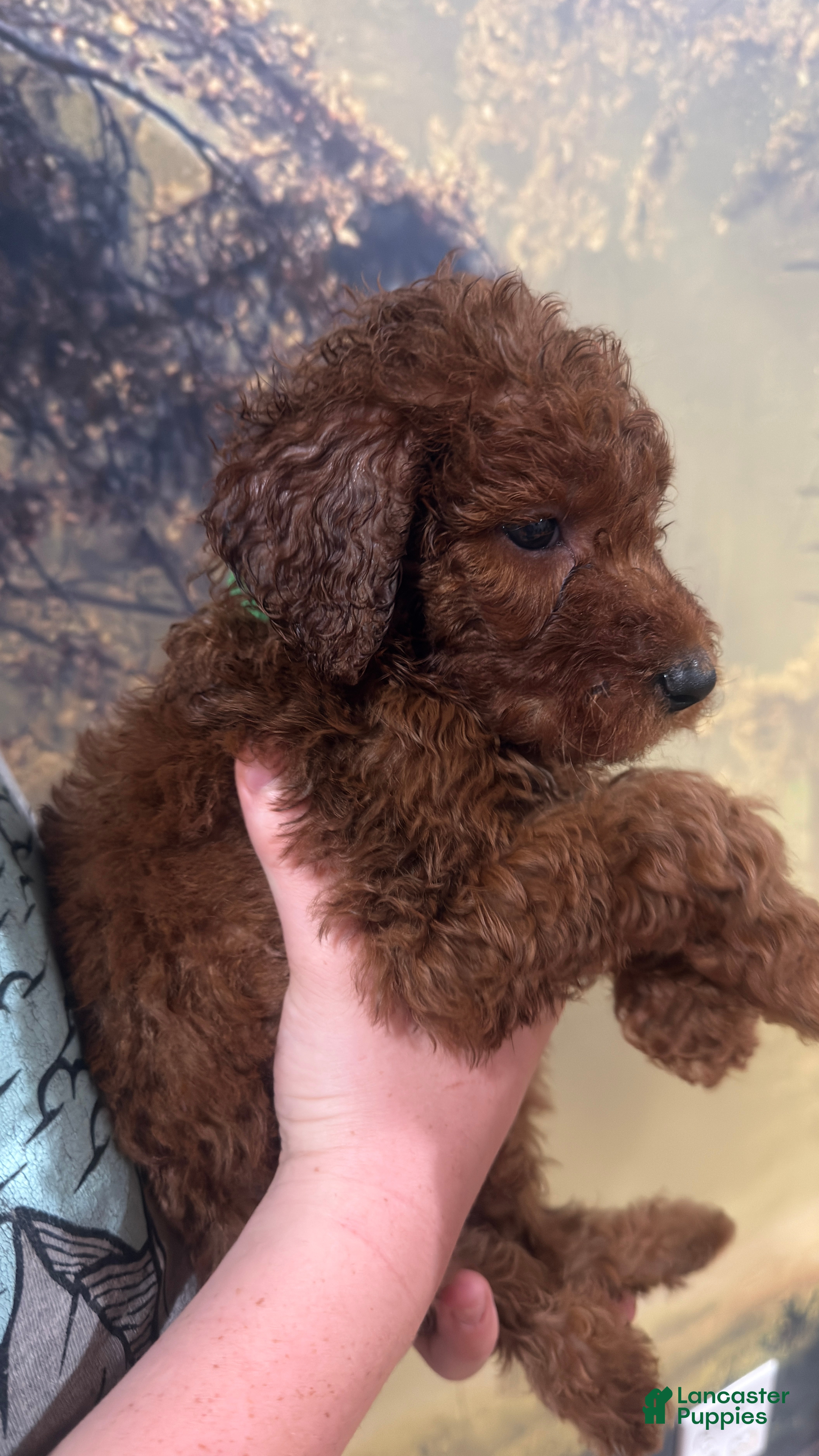 Goldendoodle dogs 🩵 Mr. Sky Blue - Ad 1