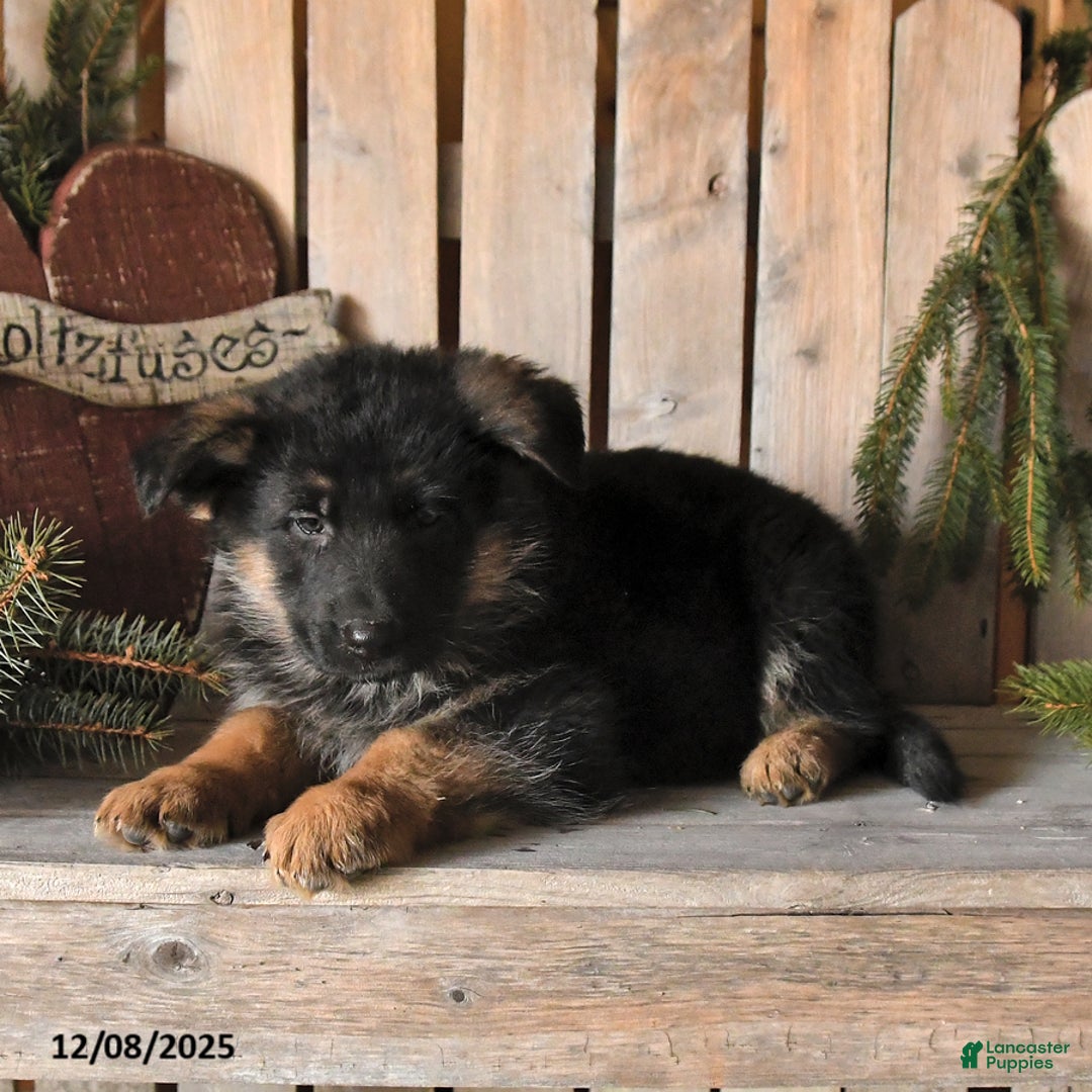 German Shepherd dogs for sale: Sasha - Ad 2