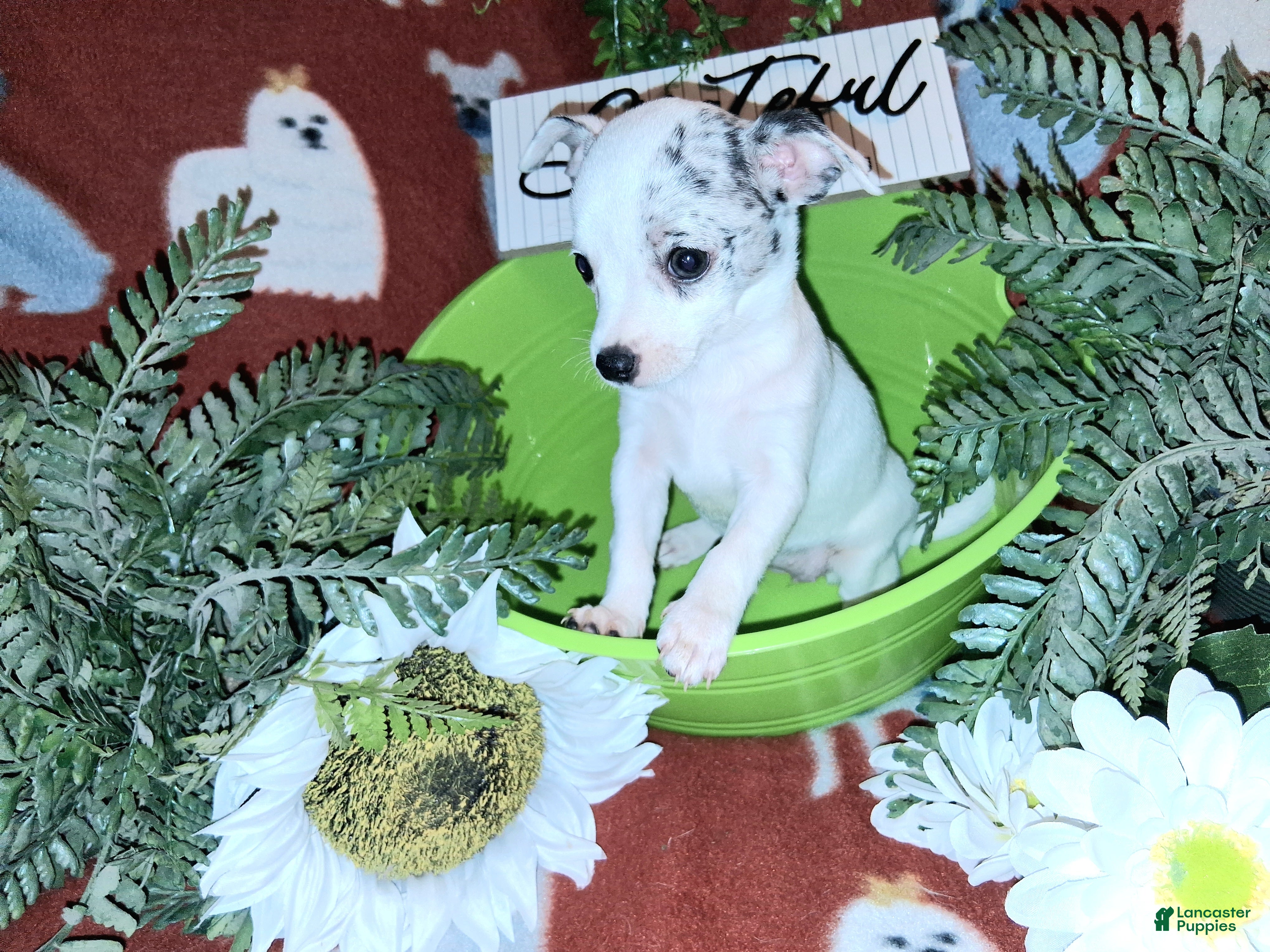 Jack Chi dogs Sprinkles - Ad 2