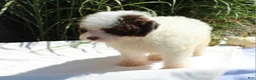 Miniature Poodle dogs for sale: Smokey - Ad 6