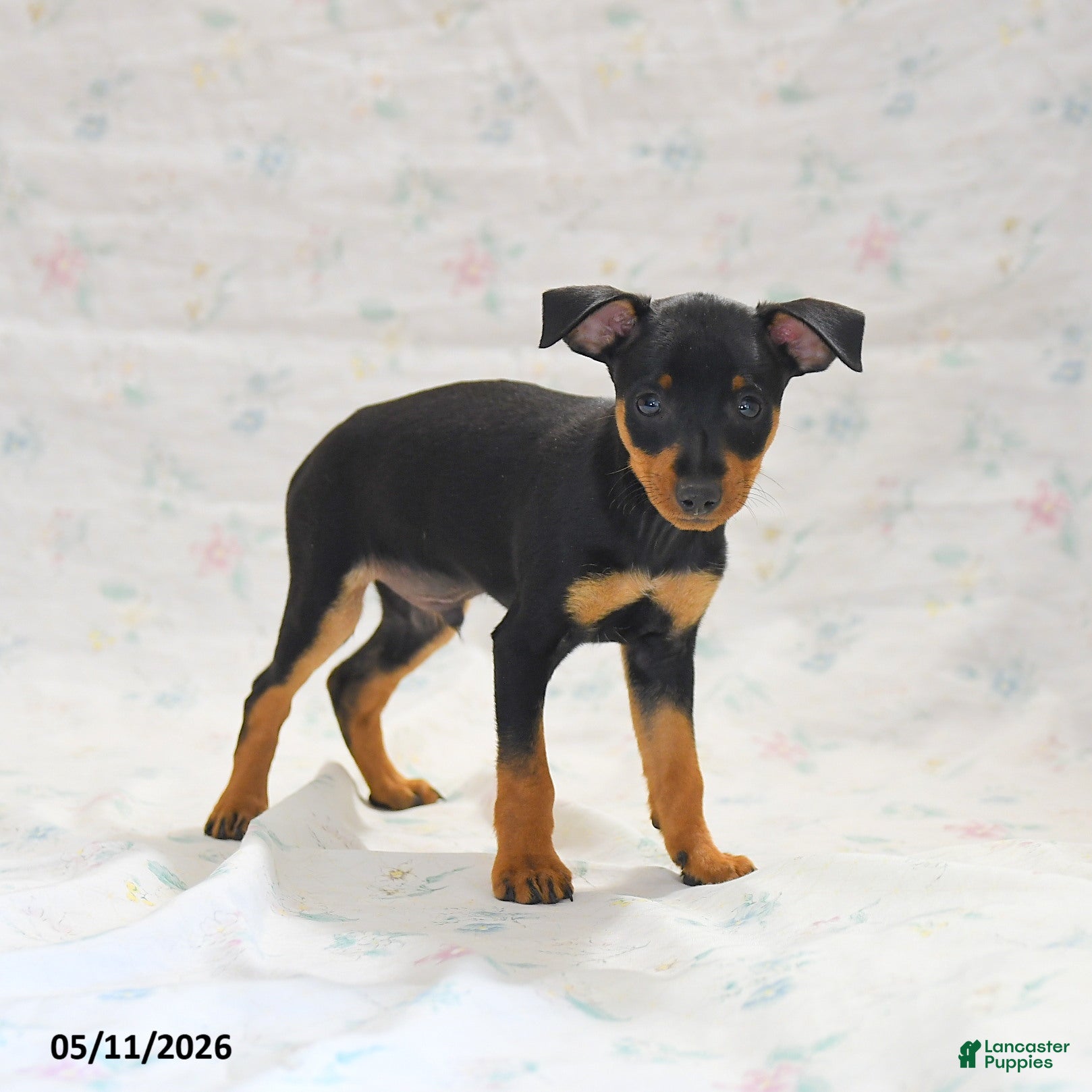 Miniature Pinscher dogs Phoenix - Ad 2