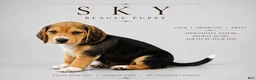 Beagle dogs for sale: Beagle 6 - Ad 1