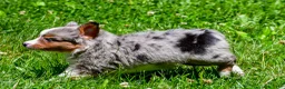 Miniature Australian Shepherd dogs for sale: Fancy - Ad 8