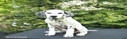 Dalmatian dogs for sale: Dixie - Ad 3