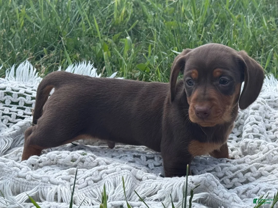 Miniature Dachshund dogs for sale: Gavin - Ad 9