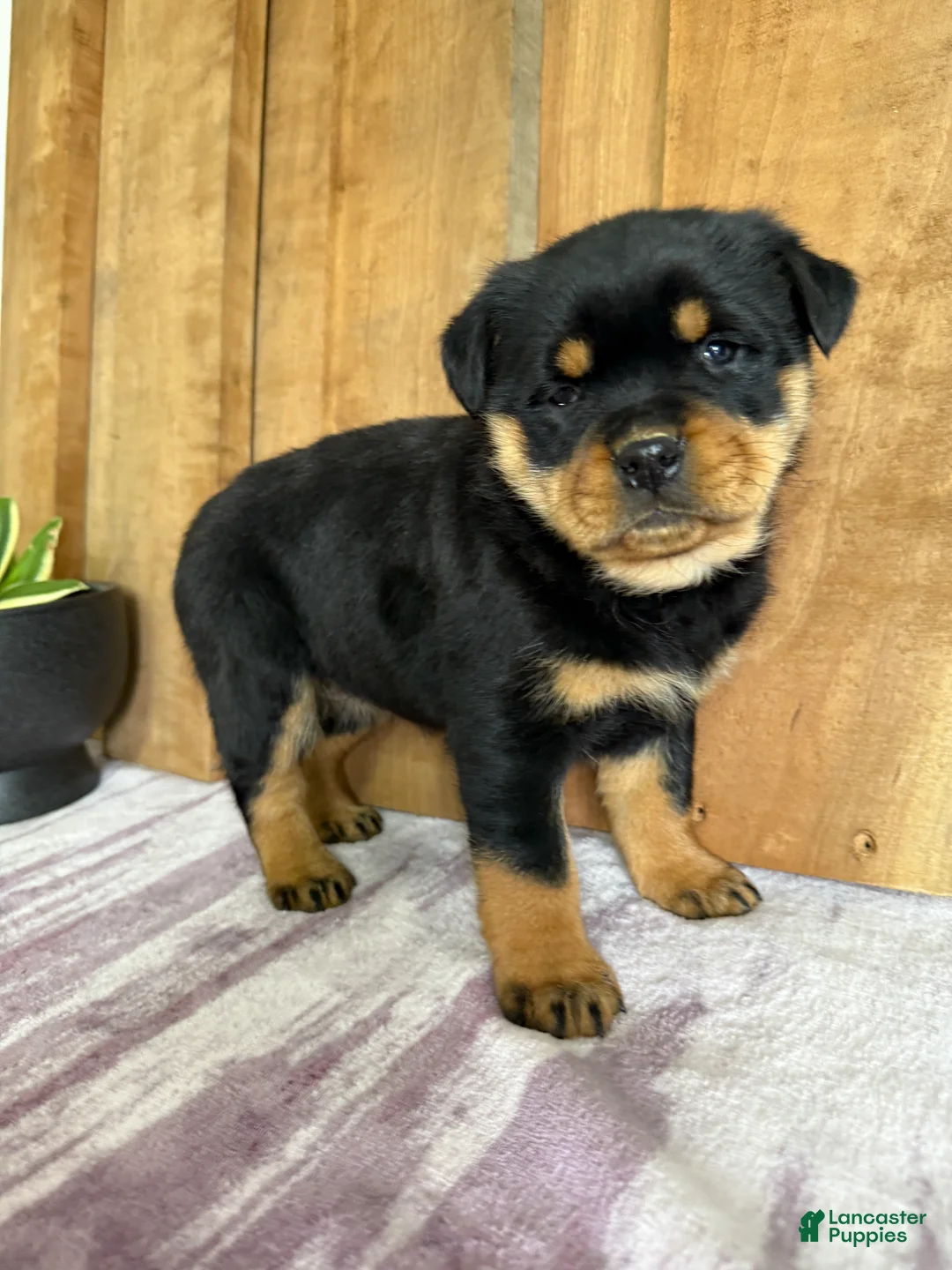 Rottweiler dogs for sale: London - Ad 9